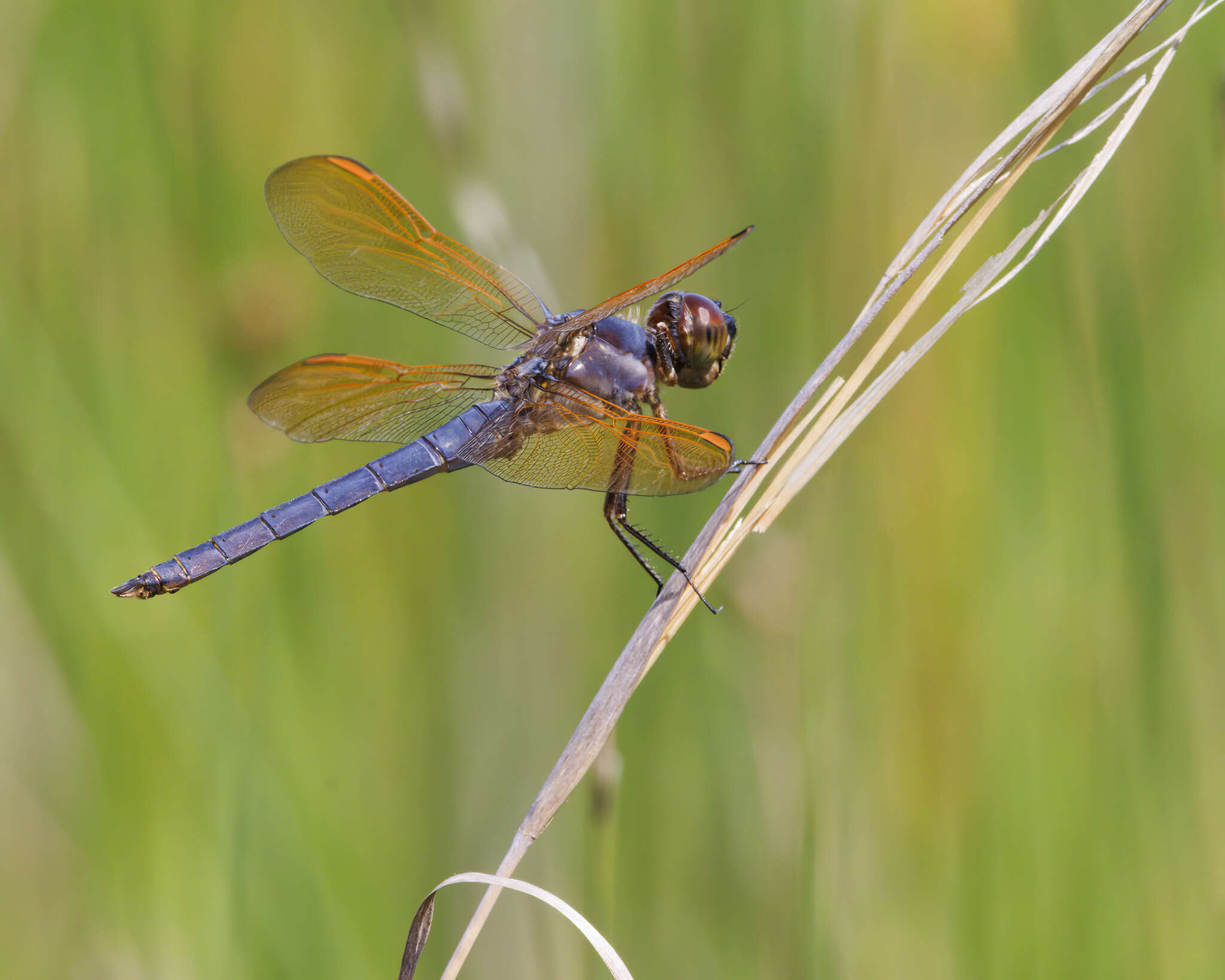 Libellula jesseana Williamson 1922 resmi