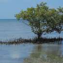 Image of gray mangrove