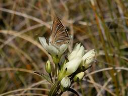 Imagem de Argyrophenga janitae Craw 1978