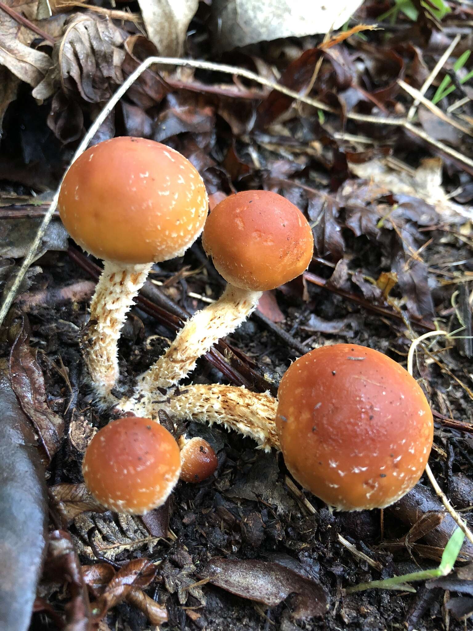 Image of Hypholoma australianum Redhead 2014