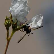 Imagem de Polybiomyia townsendi