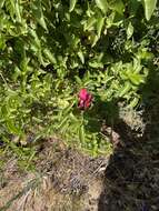 Imagem de Lathyrus splendens Kellogg