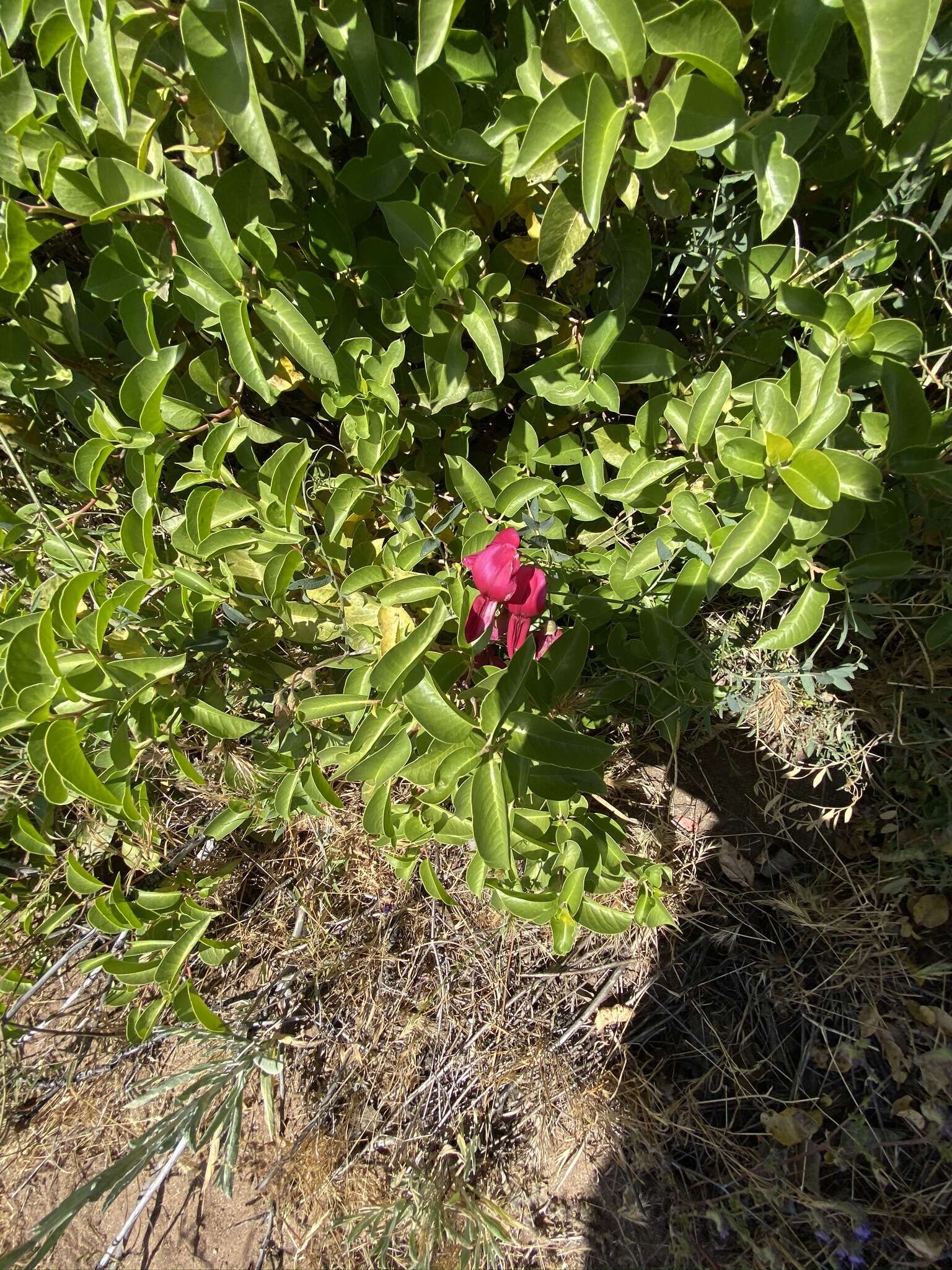 Image of Pride of California