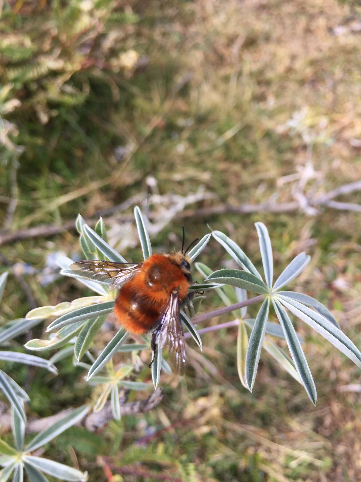 Sivun Bombus rubicundus Smith 1854 kuva