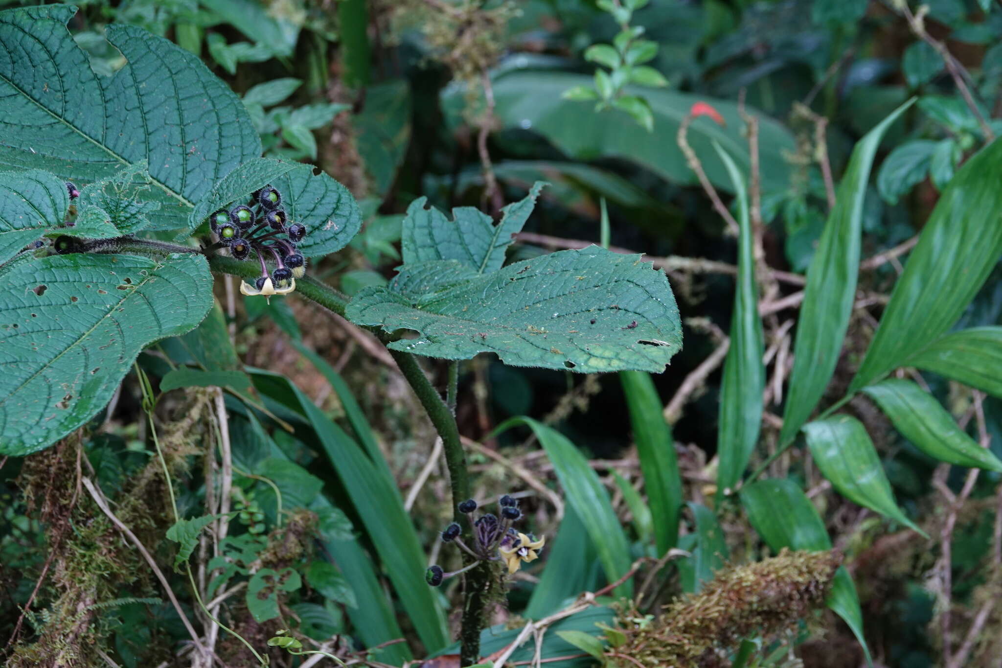 Witheringia macrantha (Standl. & Morton) Hunz.的圖片