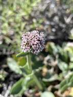 Image of Valeriana carnosa Sm.