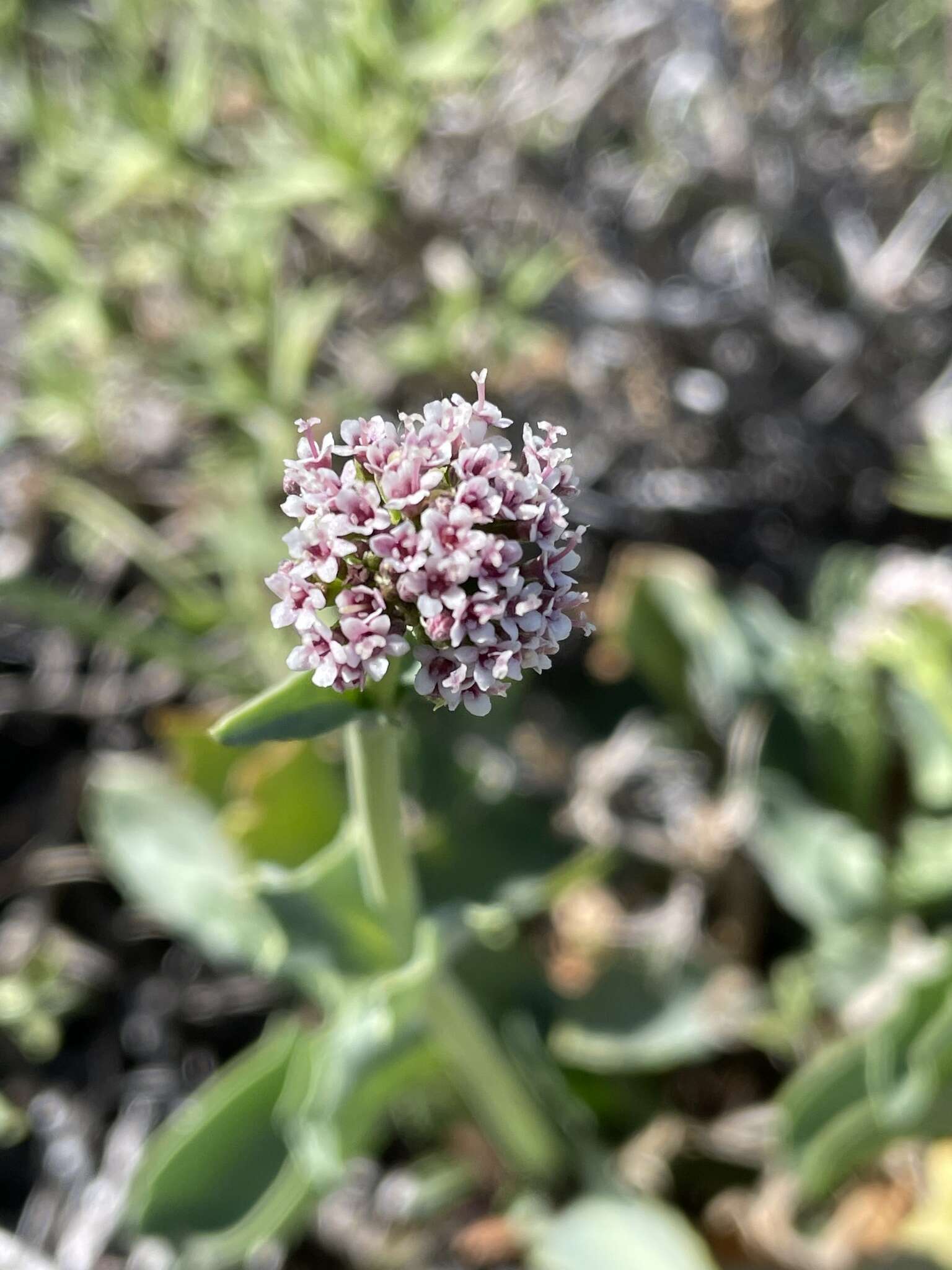 Image of Valeriana carnosa Sm.