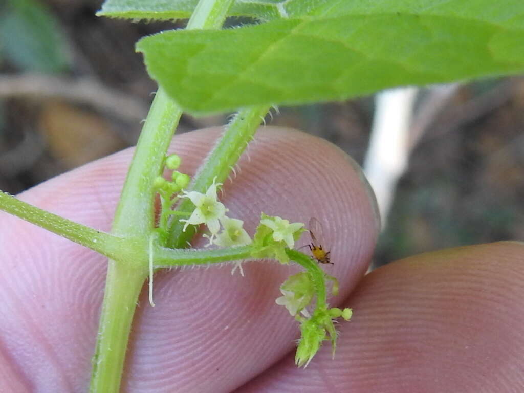 Image of sicyosperma