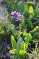 Image of Wulfenia