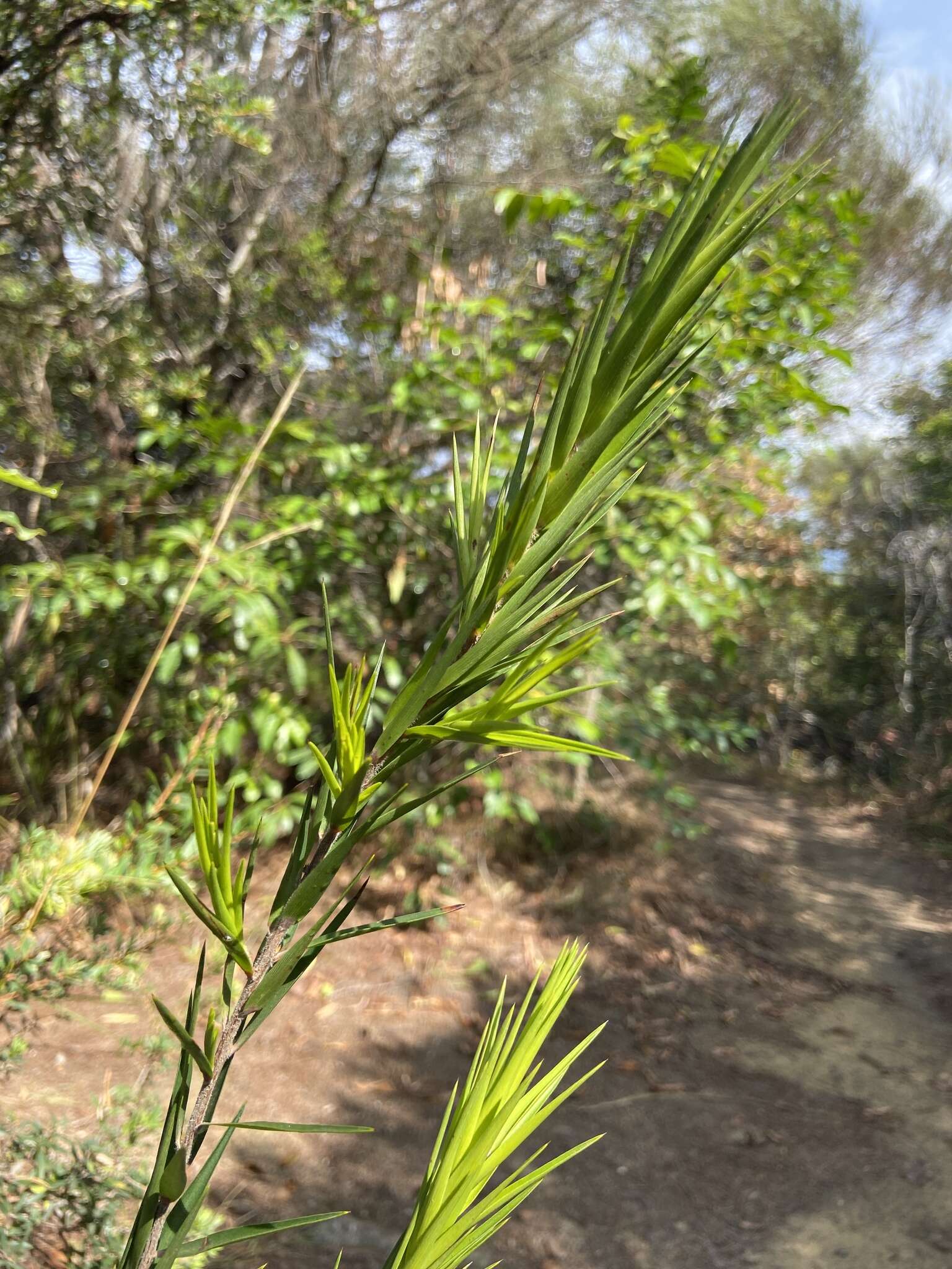 Image of Styphelia longifolia R. Br.