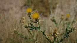 Centaurea pseudosinaica Czer. resmi