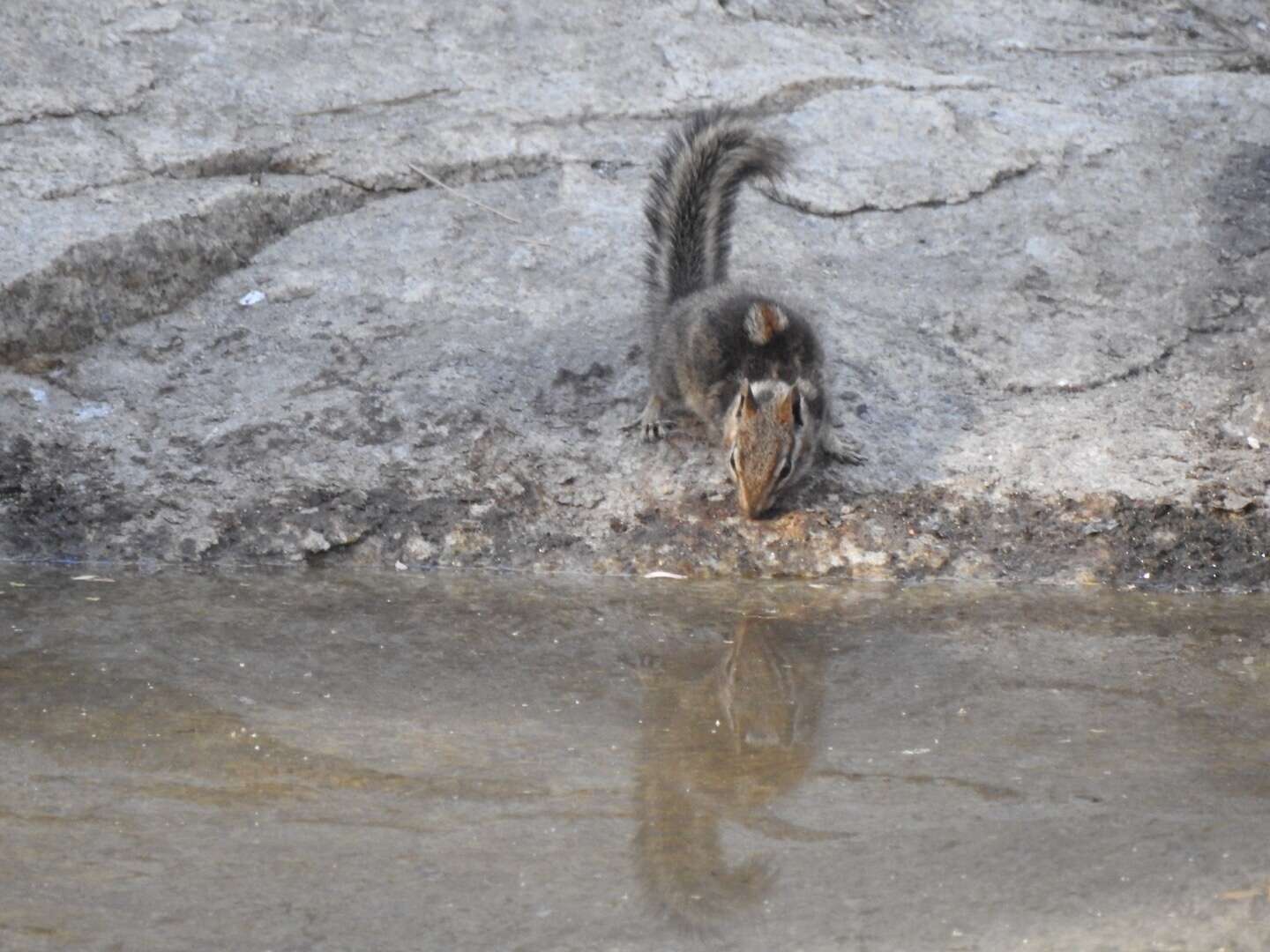 Image of California Chipmunk