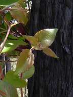 Image of Eucalyptus globoidea Blakely