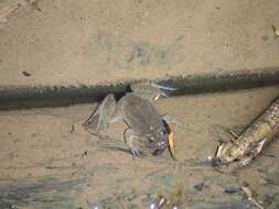 Image of Green Puddle Frog