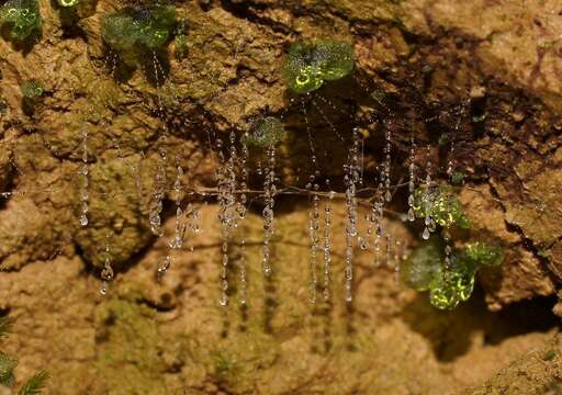 Image of Otway Glowworm