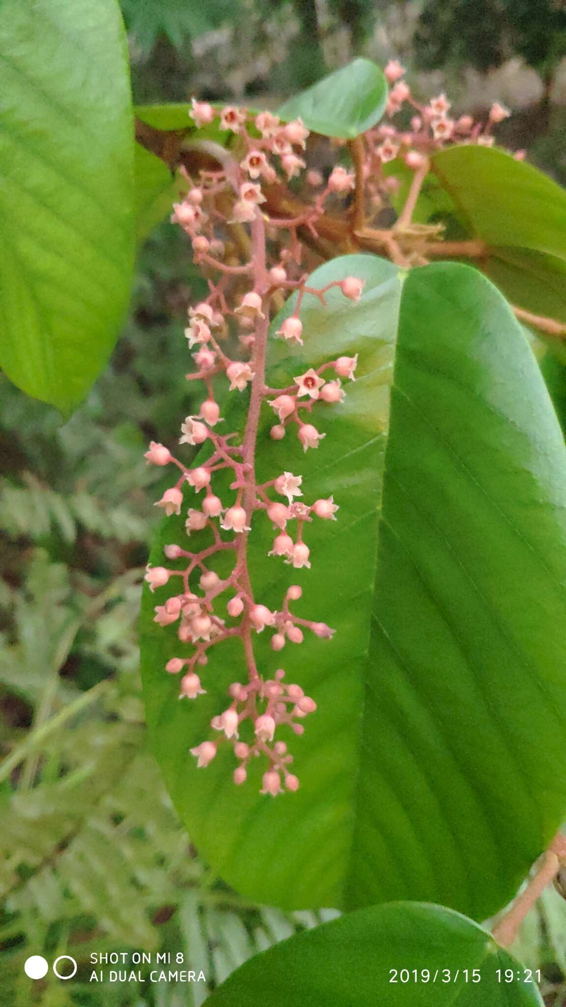 Imagem de Sterculia cordata Bl.