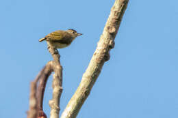 Image of Plain-breasted Piculet