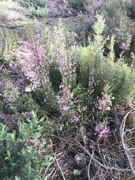 Image of Erica australis L.