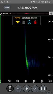 Image of Madeira Pipistrelle