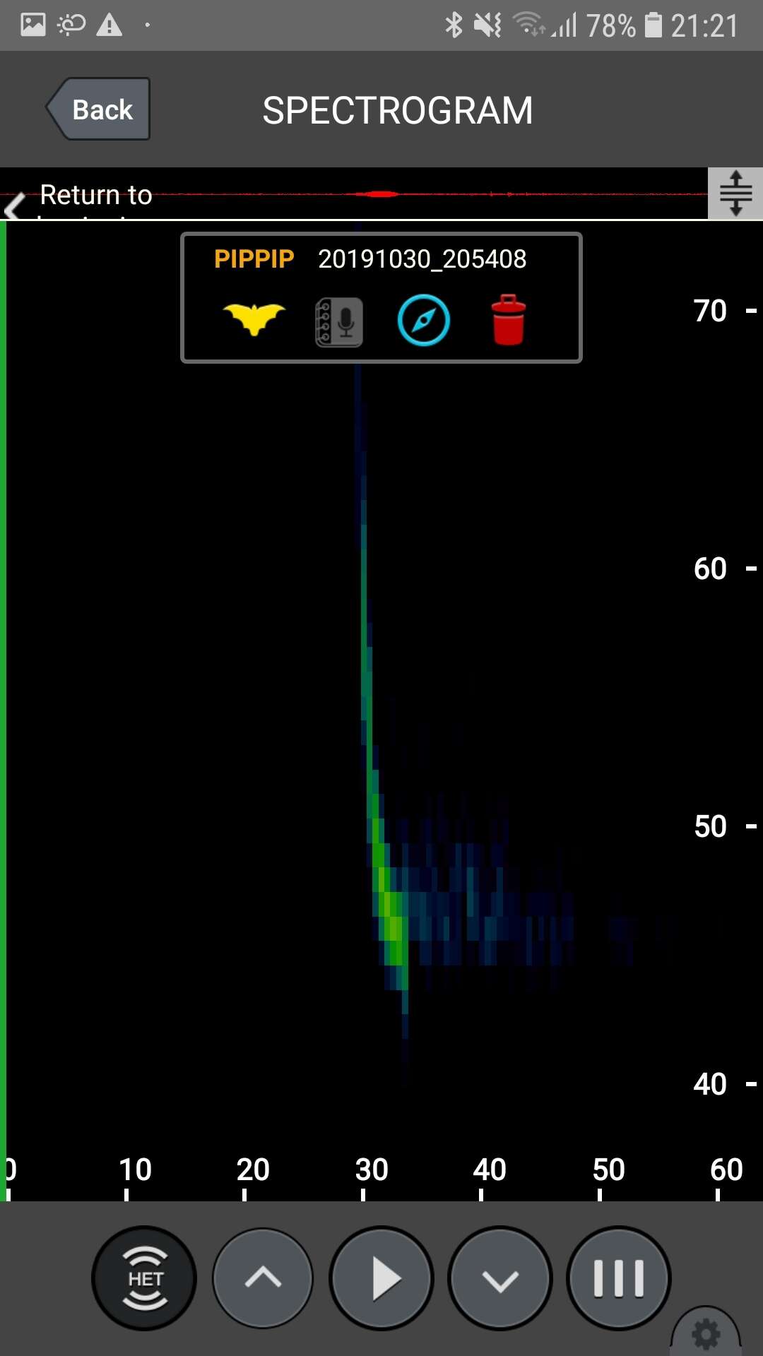 Image of Madeira Pipistrelle