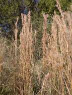 Image of Schizachyrium microstachyum (Desv.) Roseng., B. R. Arrill. & Izag.