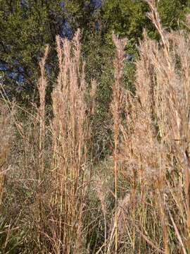 Image of Schizachyrium microstachyum (Desv.) Roseng., B. R. Arrill. & Izag.