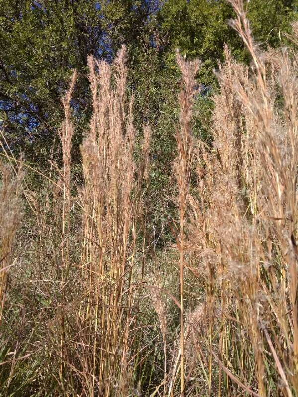 Image of Schizachyrium microstachyum (Desv.) Roseng., B. R. Arrill. & Izag.