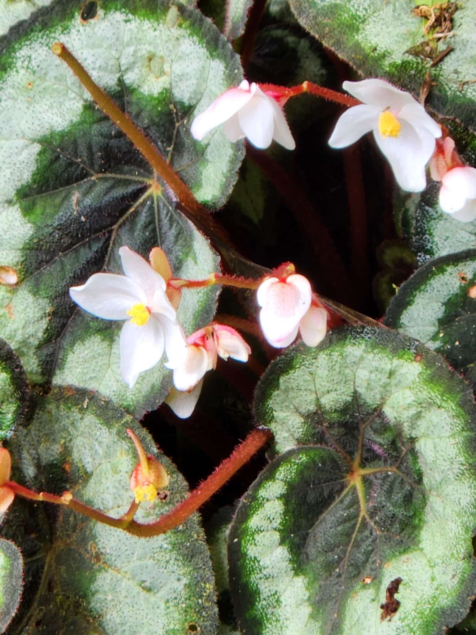 Image of Begonia rex Putz.