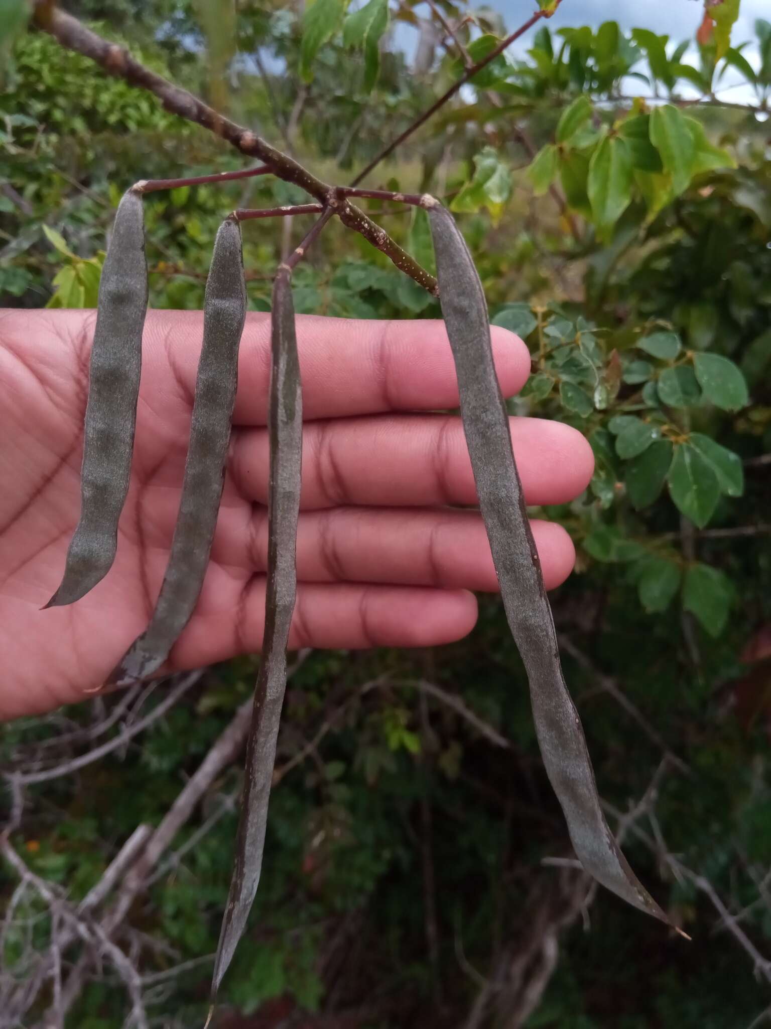 Image of Chadsia versicolor Bojer