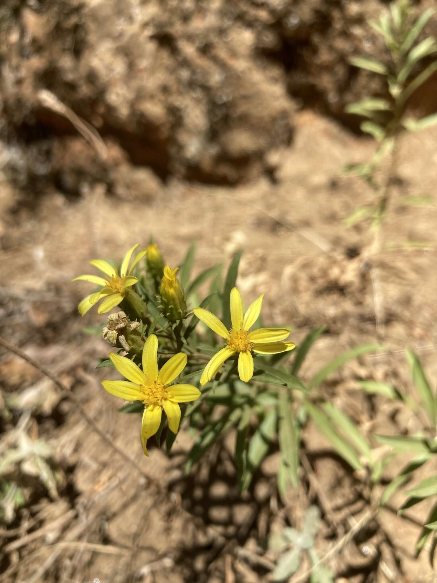 Слика од Columbiadoria hallii (A. Gray) G. L. Nesom