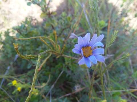 Image of blue daisy