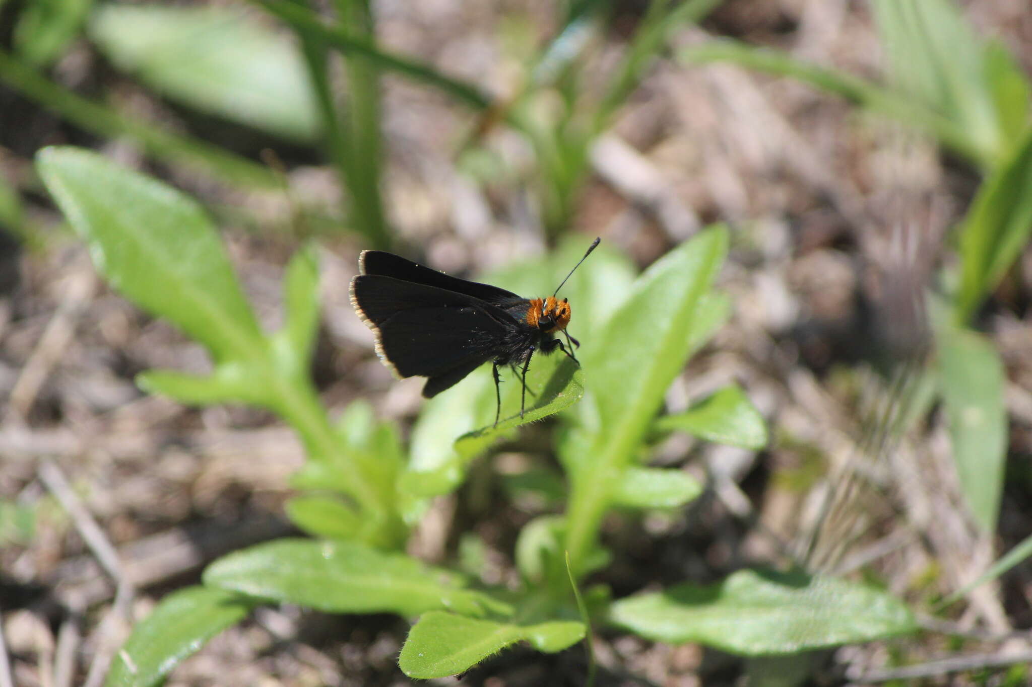 Sivun Amblyscirtes fimbriata (Plötz 1882) kuva