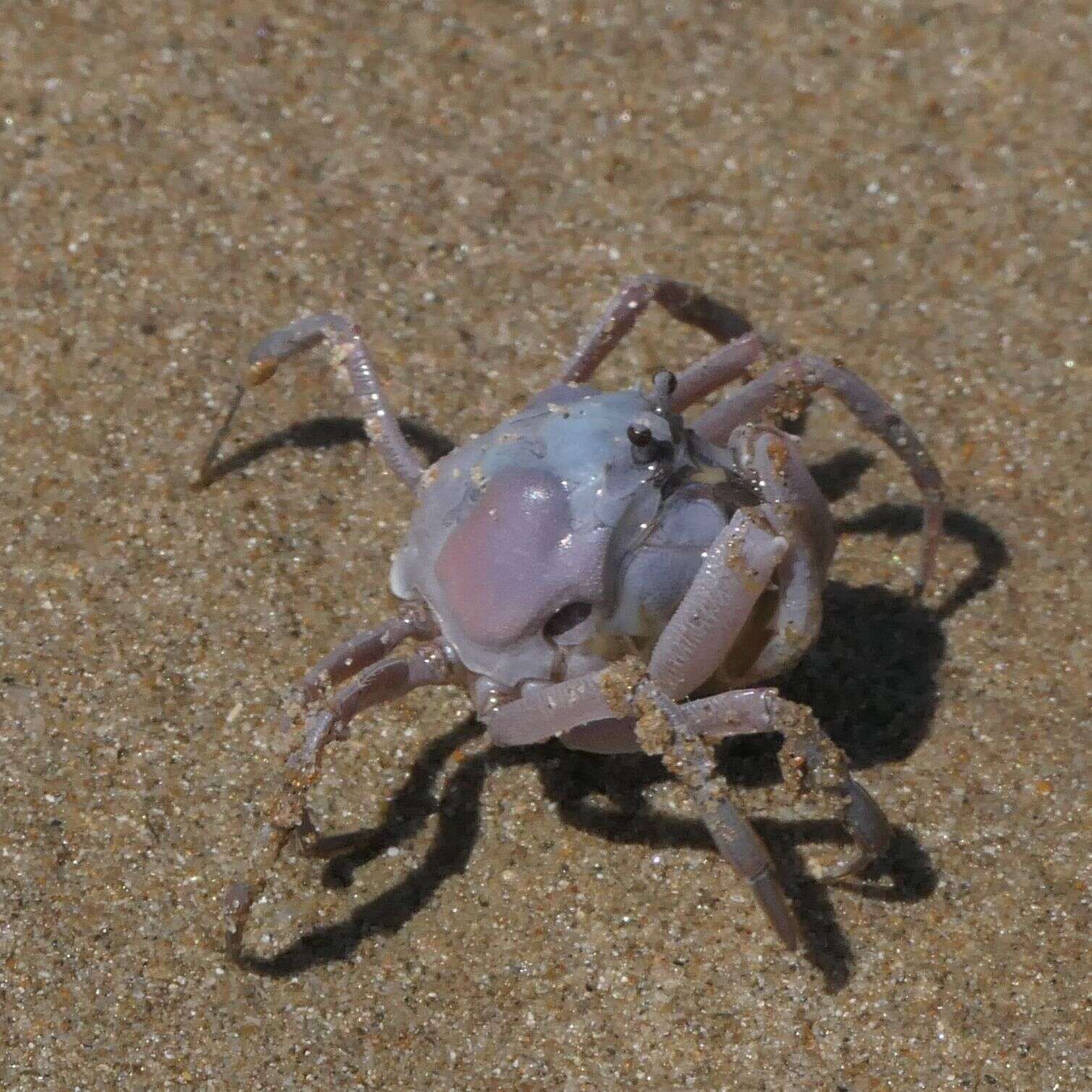 Image of Mictyris darwinensis Unno & Semeniuk 2011