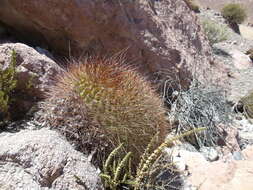 Echinopsis formosa (Pfeiff.) Jacobi ex Salm-Dyck resmi