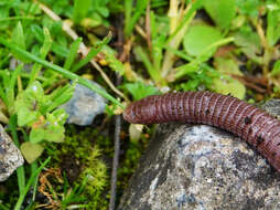 Image of Iberian Worm Lizard