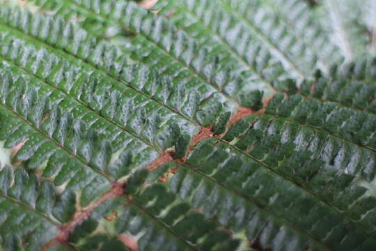 Imagem de Polystichum parvipinnulum Tag.