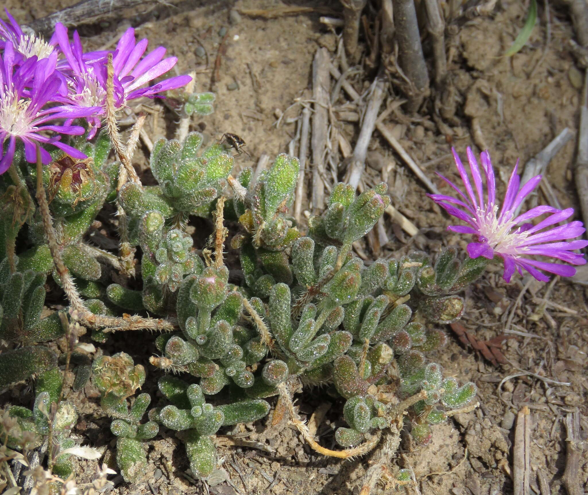 Imagem de Drosanthemum hispidum (L.) Schwant.