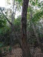 Image of Pterocarpus acapulcensis Rose