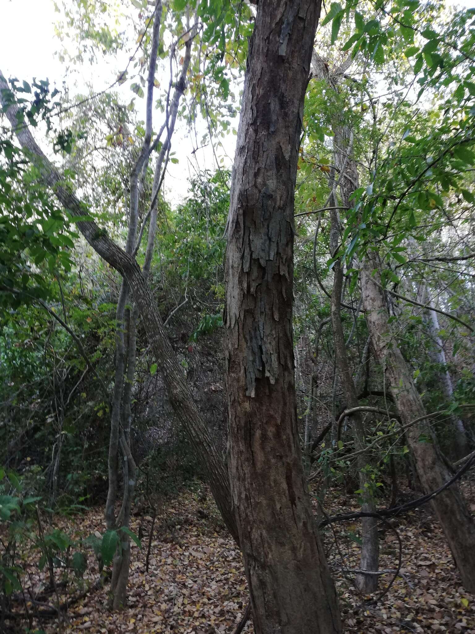 Image of Pterocarpus acapulcensis Rose