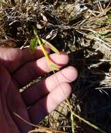 Image of Big Carpet Grass