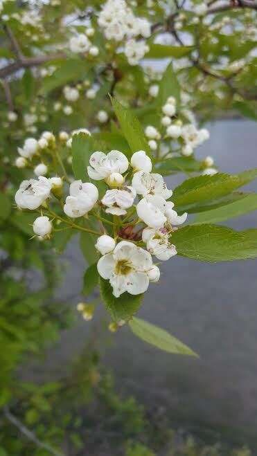 Imagem de Crataegus rivularis Nutt. ex Torr. & Gray