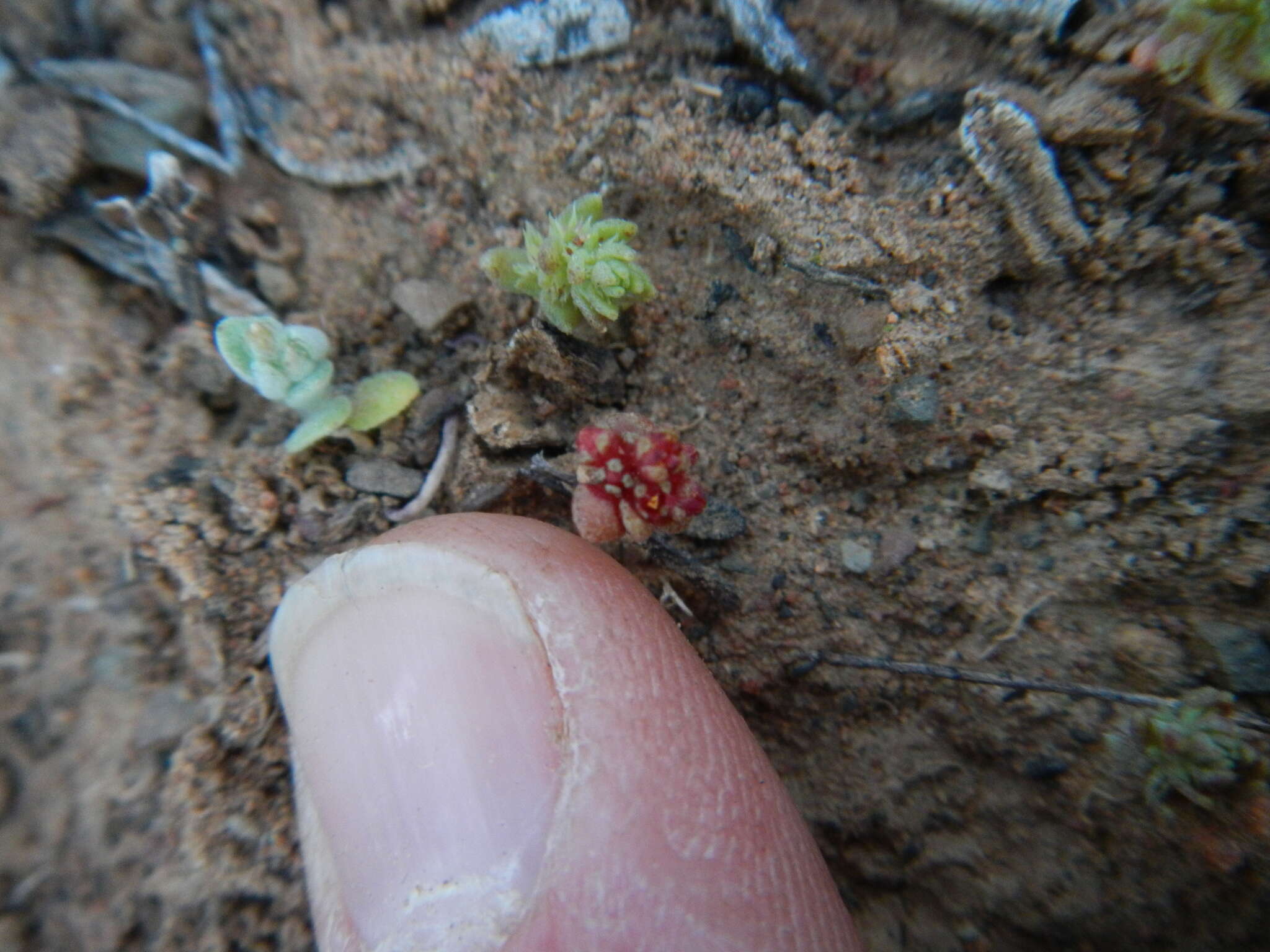 Crassula umbellata Thunb. resmi