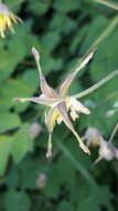 Image of Thalictrum macrocarpum Gren.