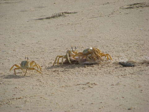 Image of tufted ghost crab