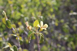 Image of Barleria puberula Benoist