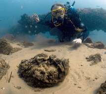 Image of Estuarine stonefish