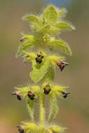 Слика од Sideritis lanata L.