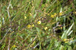 Image of piedmont blacksenna