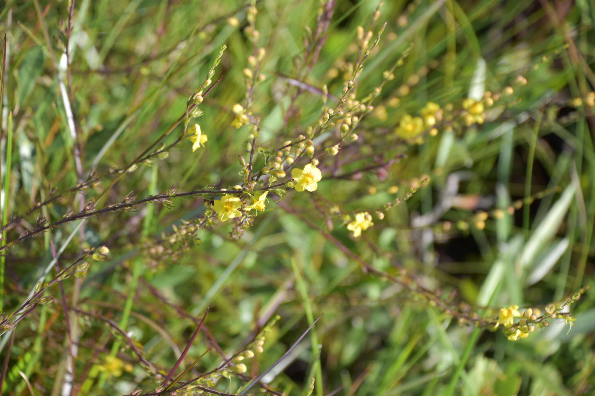 Image of piedmont blacksenna