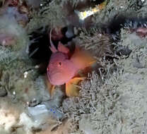 Image of Orange reef-goby